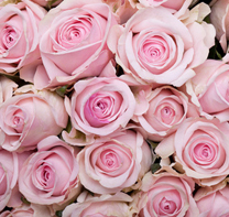 Rosaccea
